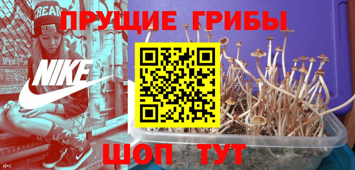Галлюциногенные грибы Psilocybine cubensis  Вход с VPN  Калач-на-Дону 